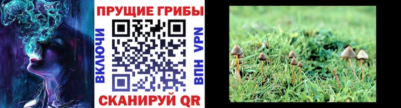 Галлюциногенные грибы мицелий Вихоревка